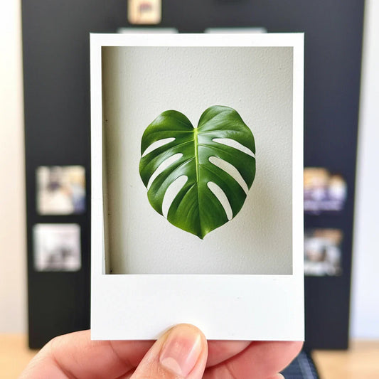 Hand holding a photo magnet of a green leaf against a white background